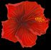 Logo of The Hibiscus Rose Therapy Fund